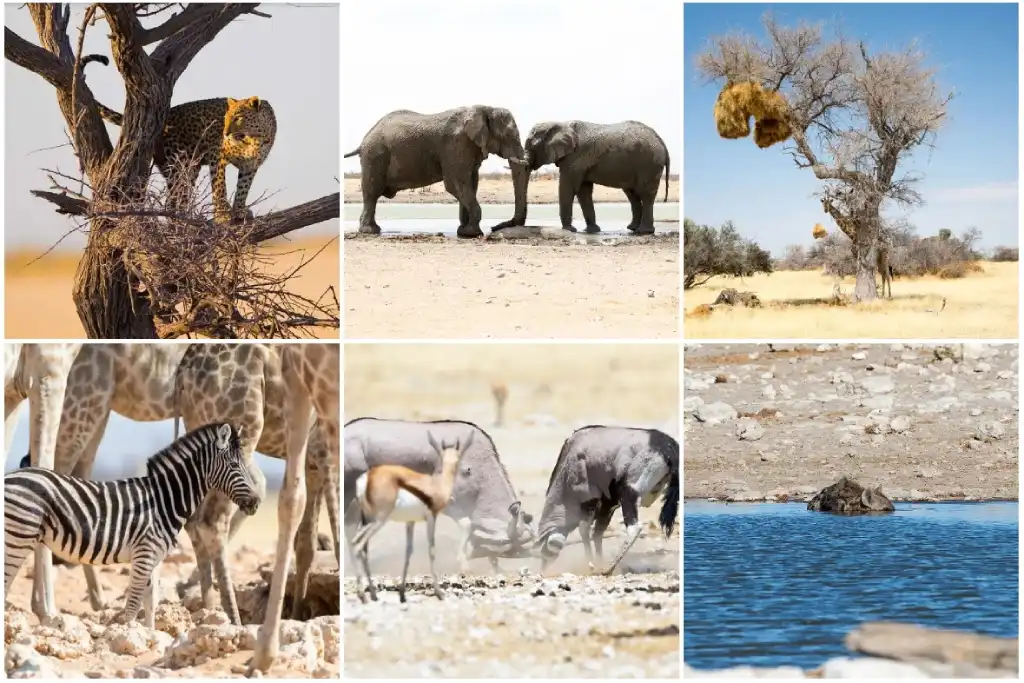 divlje životinje u nacionalnom parku Etosha (Etoša)